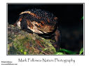 Bornean swamp toad Pseudobufo subasper
